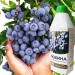 Ембіко Лохина 1 л — органічне добриво для кислолюбних рослин