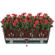 Santino ASTI Window Box - балконные ящики с автополивом